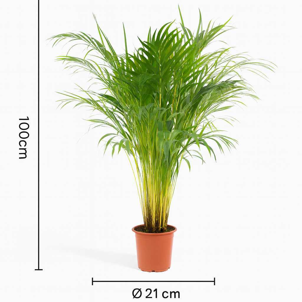 Palmier Areca (Dypsis lutescens) – Ø17/21 cm – 70/100/130 cm