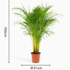 Palmier Areca (Dypsis lutescens) – Ø17/21 cm – 70/100/130 cm
