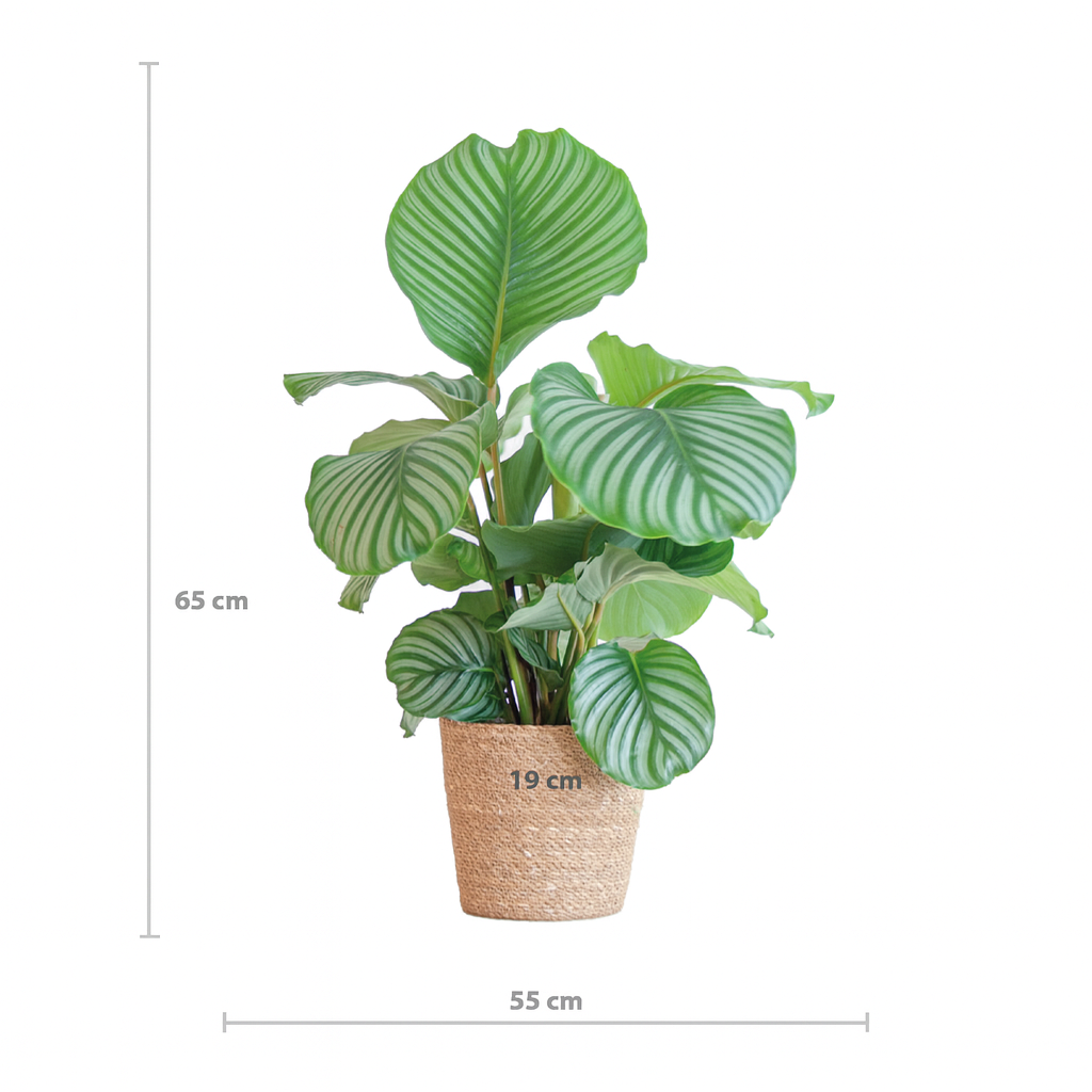 Calathea Orbifolia avec panier Sofia naturel – 65 cm Ø21