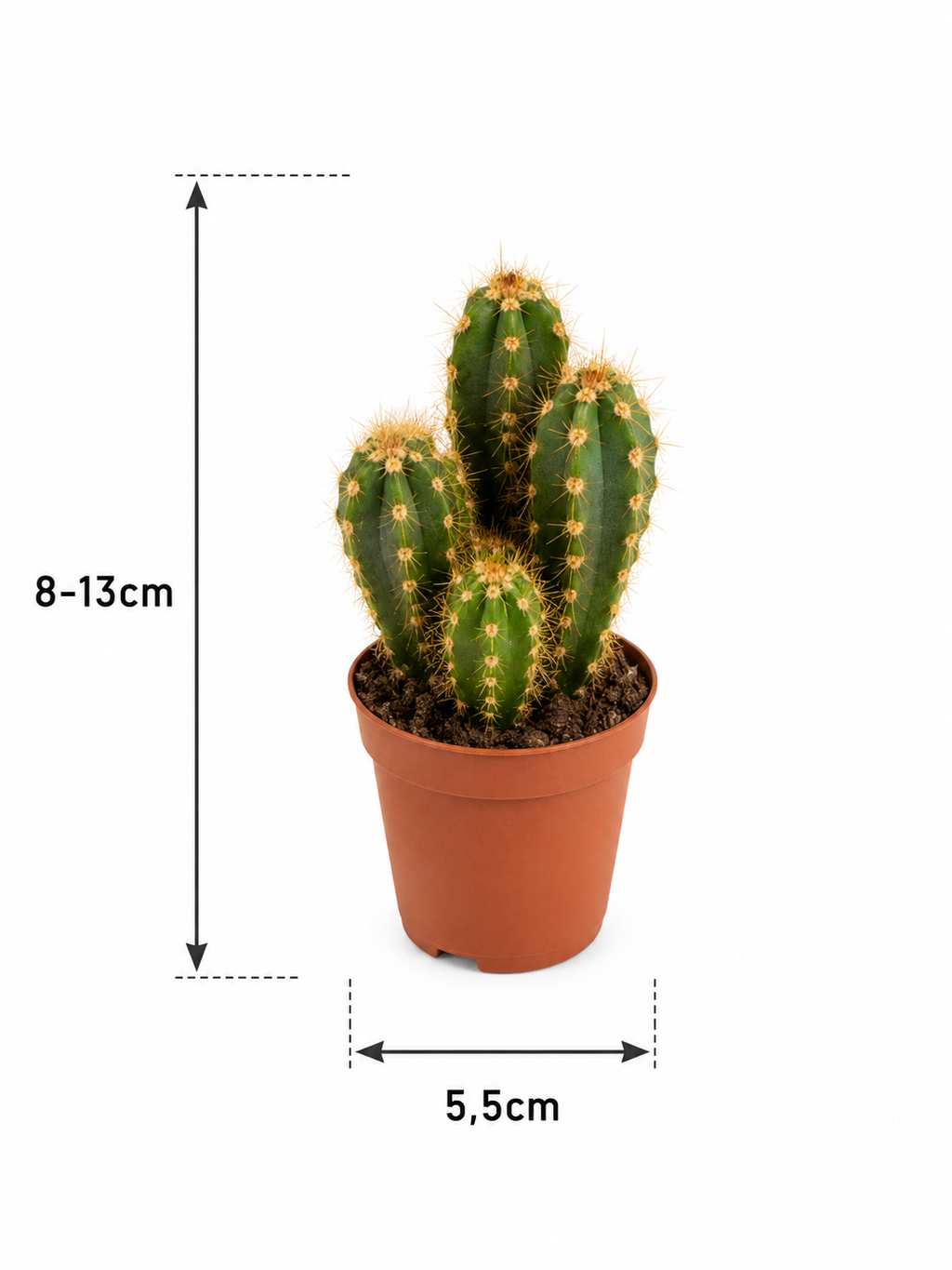 Cactus & Succulents Mix – 15 Plants Without Pots – Ø5.5 cm