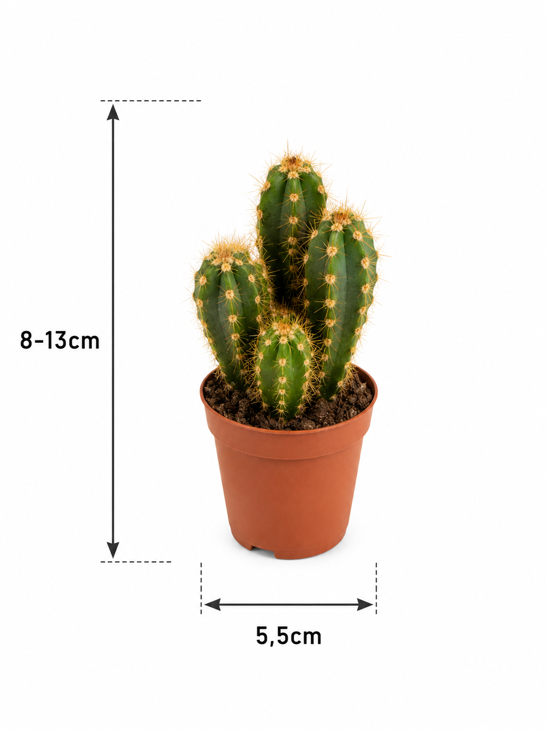 Cactus & Succulents Mix – 15 Plants Without Pots – Ø5.5 cm