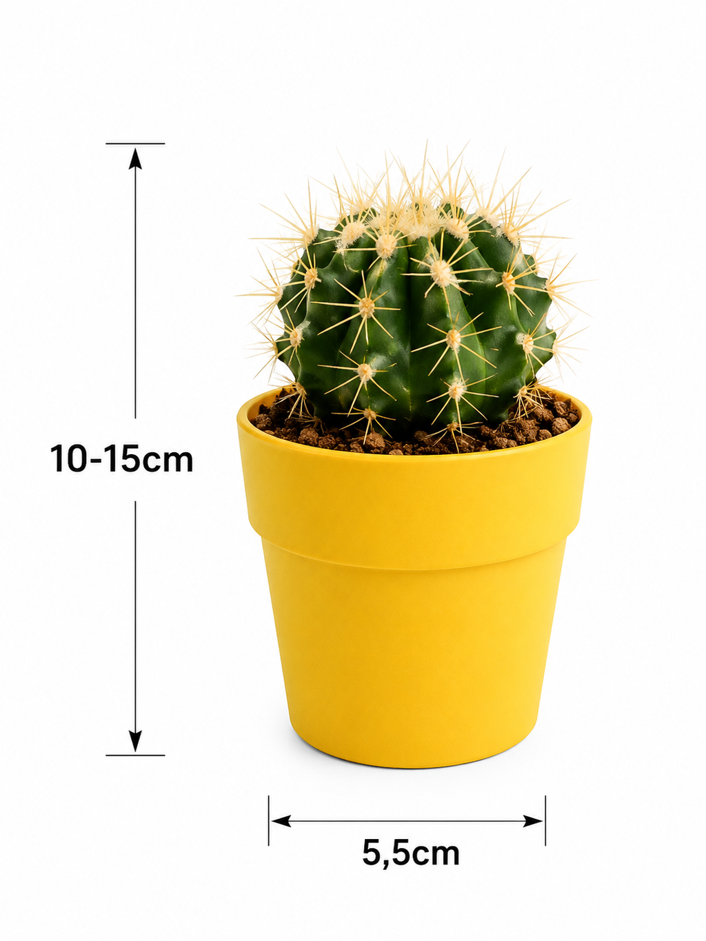 Mixed Cactus & Succulents – 15 Colorful Potted Plants – Ø5.5 cm
