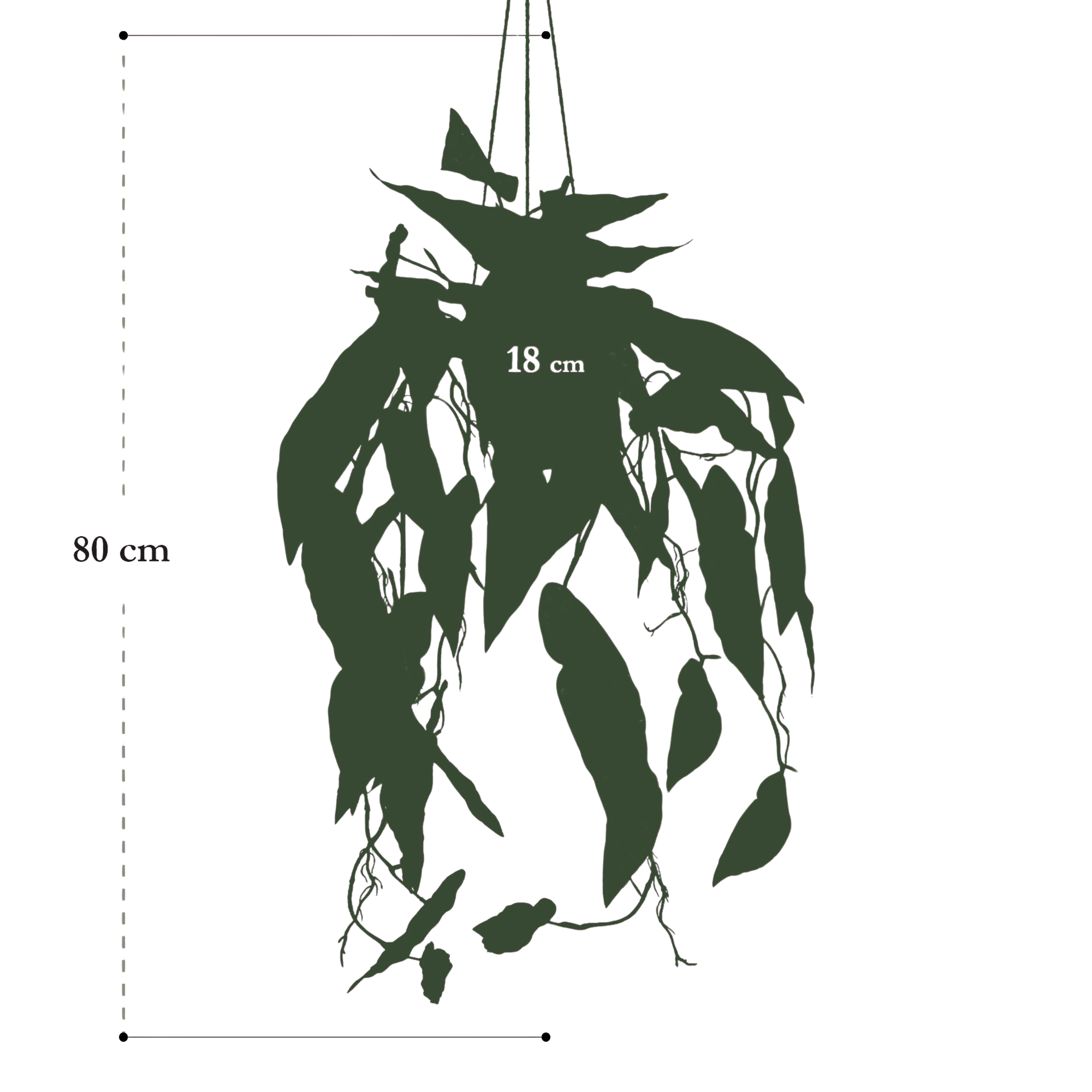 Begonia Maculata artificielle 80 cm – Plante décorative à pois ultra-réaliste
