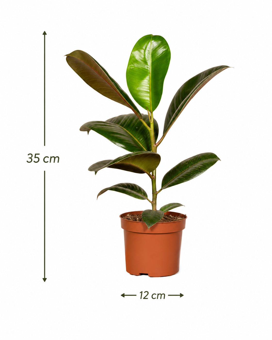 Box Surprise de Plantes – 6 Plantes Tropicales d'Intérieur – Pot Ø12 cm