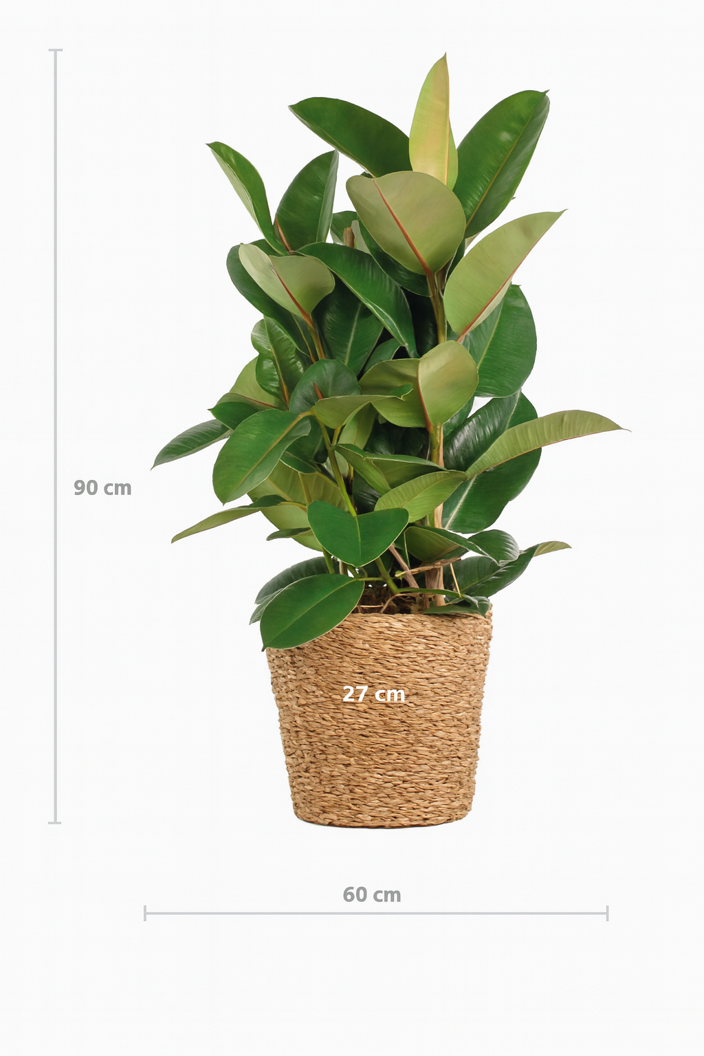 Ficus Elastica Robusta XL – Plante d’intérieur tropicale 90 cm avec panier naturel Torun Ø27 cm