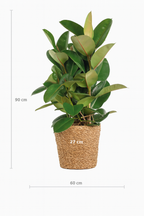 Ficus Elastica Robusta XL – Plante d’intérieur tropicale 90 cm avec panier naturel Torun Ø27 cm