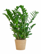 Zamioculcas Zamiifolia avec Panier Sofia – 80 cm | Élégance & Robustesse Naturelle