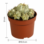 Euphorbia Meloformis Variegata – Succulente rare, Ø10,5 cm – 21 cm