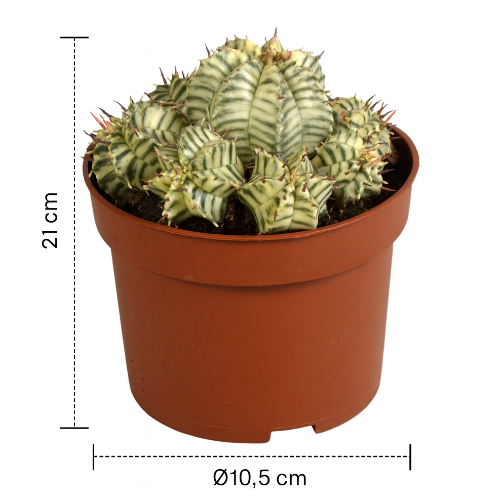 Euphorbia Meloformis Variegata – Succulente rare, Ø10,5 cm – 21 cm