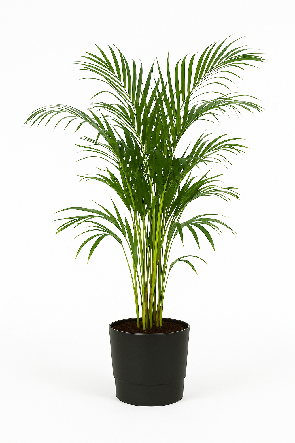 Palmier Areca en pot design – Plante d’intérieur tropicale 110 cm avec cache-pot Elho Greenville Ø21 cm