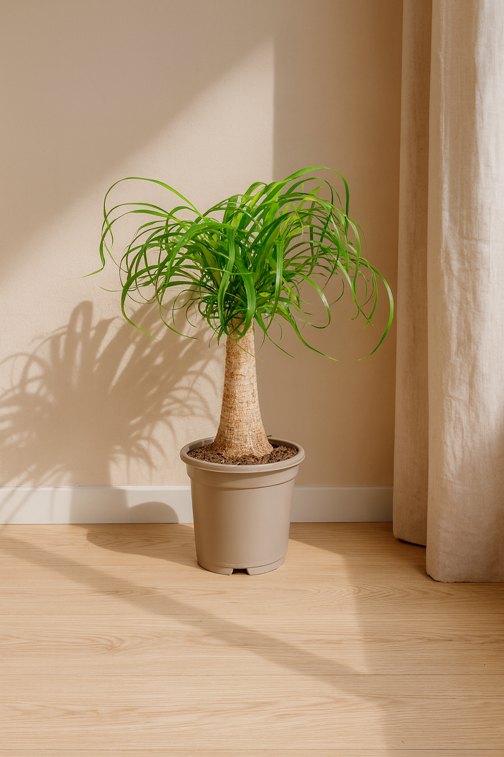 Beaucarnea Recurvata — Pied d’Éléphant — Élégance naturelle & tronc sculptural