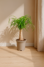 Beaucarnea Recurvata — Pied d’Éléphant — Élégance naturelle & tronc sculptural