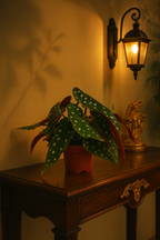 Begonia Maculata – Plante rare Ø12 cm - 20 cm – Feuilles tachetées décoratives – Plante d’intérieur graphique & tropicale