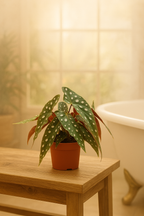 Begonia Maculata – Plante rare Ø12 cm - 20 cm – Feuilles tachetées décoratives – Plante d’intérieur graphique & tropicale