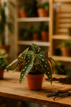 Begonia Maculata – Plante rare Ø12 cm - 20 cm – Feuilles tachetées décoratives – Plante d’intérieur graphique & tropicale