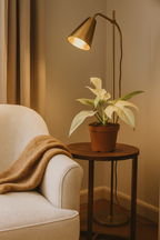 Philodendron Florida Ghost Ø12 cm – Plante rare au feuillage blanc 30 cm