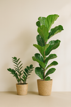 Ficus Lyrata 80 cm avec Pot Sofia Ø21 en Jonc de Mer – Vioolbladplant, Élégance Naturelle