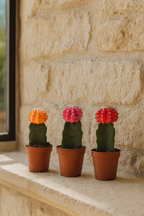 Gymnocalycium Mix – Trio de Cactus Greffés – Ø5,5 cm / ≈16-22cm – Lot de 3