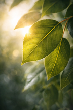 Ficus Liana artificiel 170 cm – Plante artificielle Ficus décorative réaliste