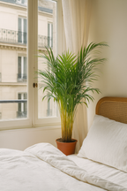 Palmier Areca (Dypsis lutescens) – Ø17/21 cm – 70/100/130 cm