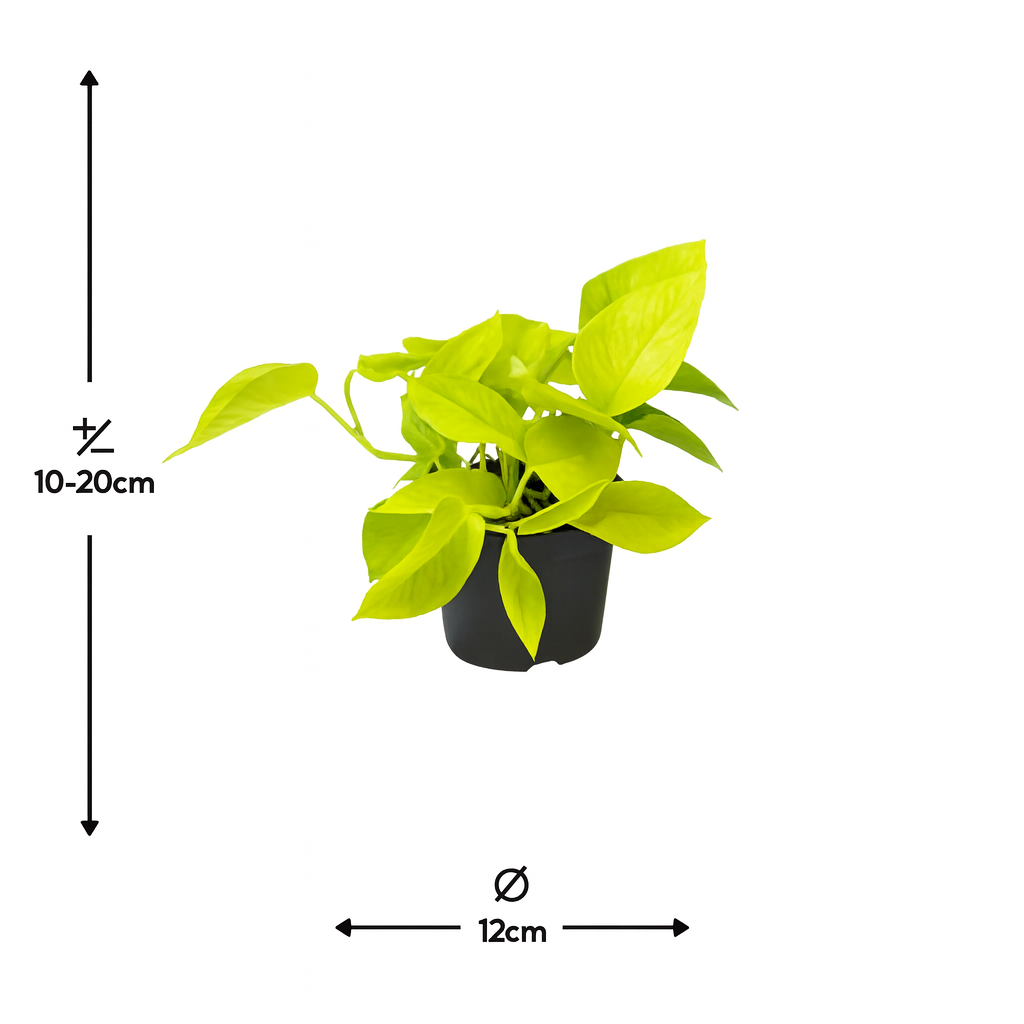 golden pothos scindapsus aureus Epipremnum Golden Pothos – Trailing plant – Ø12/Ø15 – Easy care – Douceur Maison