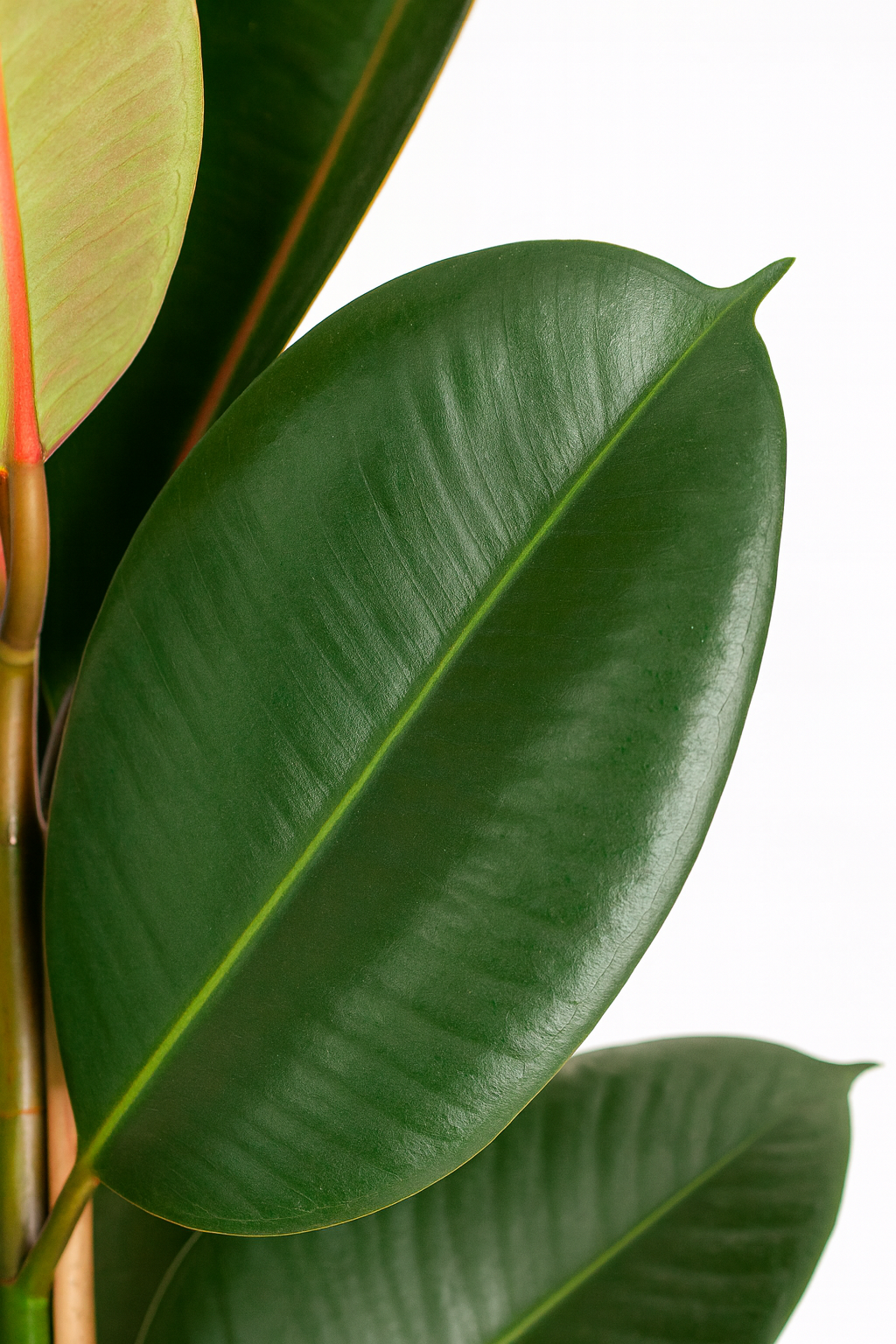 Ficus Elastica Robusta XL – Plante d’intérieur tropicale 90 cm avec panier naturel Torun Ø27 cm