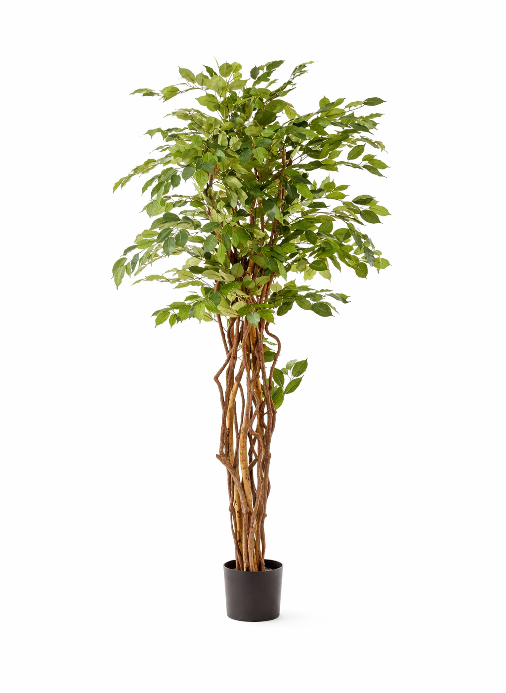 Ficus Liana artificiel 170 cm – Plante artificielle Ficus décorative réaliste