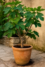 Engrais Ficus premium – Liquide Plant Voeding 250ML