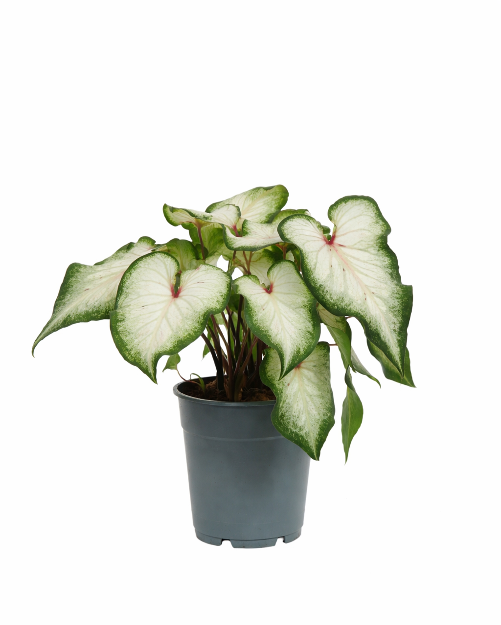 Caladium White “Angel Wings” – Plante Rare d’intérieur – Pot Ø12 cm – Hauteur 25 à 40 cm