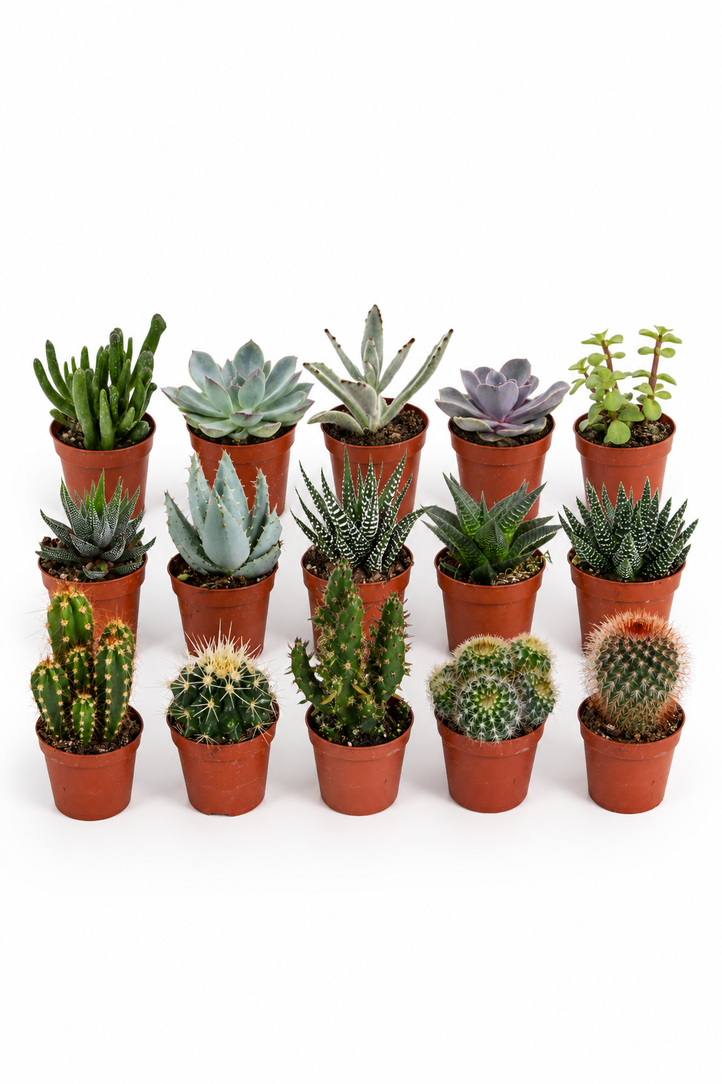 Cactus & Succulents Mix – 15 Plants Without Pots – Ø5.5 cm