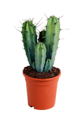 Myrtillocactus Geometrizans – Blue-Green Columnar Cactus – 17 cm – Without Pot
