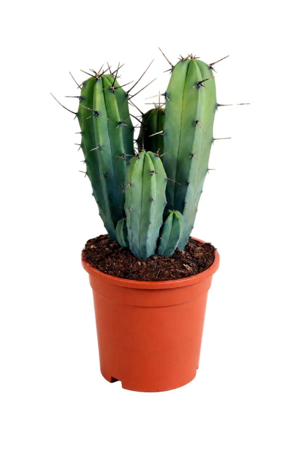 Myrtillocactus Geometrizans – Blue-Green Columnar Cactus – 17 cm – Without Pot