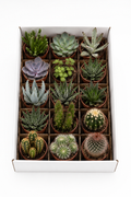 Cactus & Succulents Mix – 15 Plants Without Pots – Ø5.5 cm