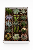 Cactus & Succulents Mix – 15 Plants Without Pots – Ø5.5 cm