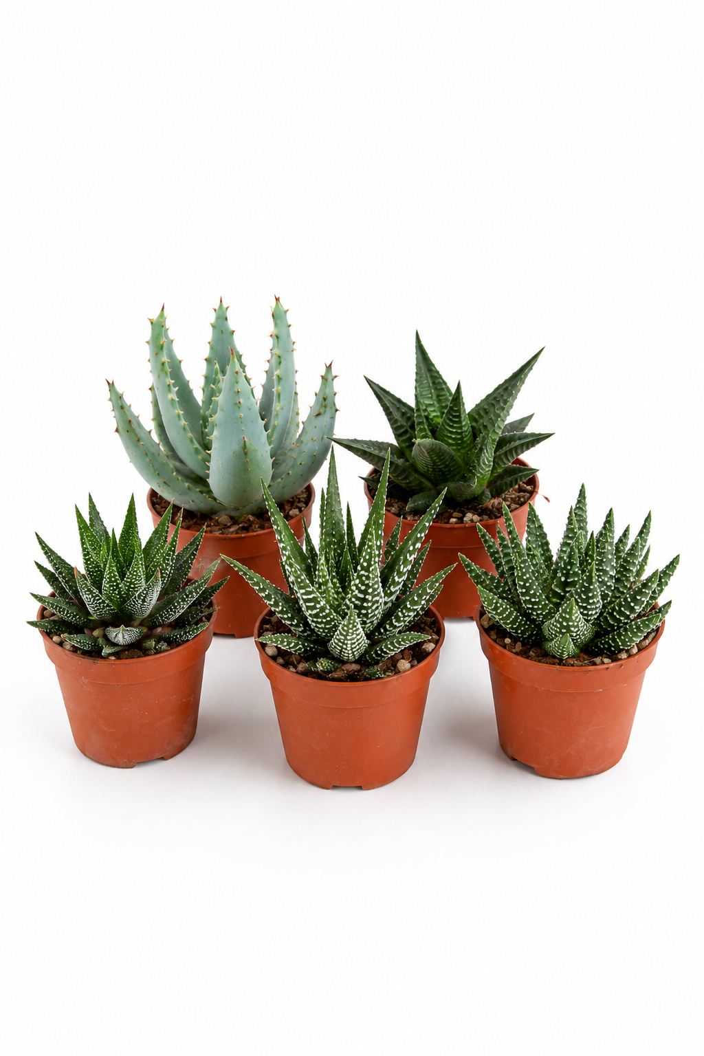 Mixed Gasteria & Haworthia – 5 Assorted Succulents – Ø5.5 cm – Without Pot