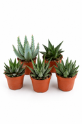 Mixed Gasteria & Haworthia – 5 Assorted Succulents – Ø5.5 cm – Without Pot