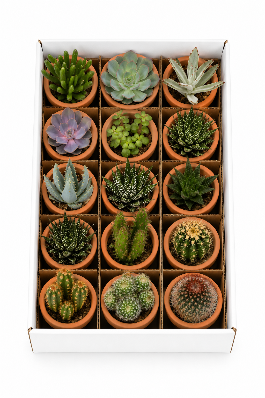 Cactus & Succulent Mix – 15 Plants in Terracotta Pots – Ø5.5 cm