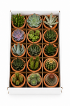 Cactus & Succulent Mix – 15 Plants in Terracotta Pots – Ø5.5 cm