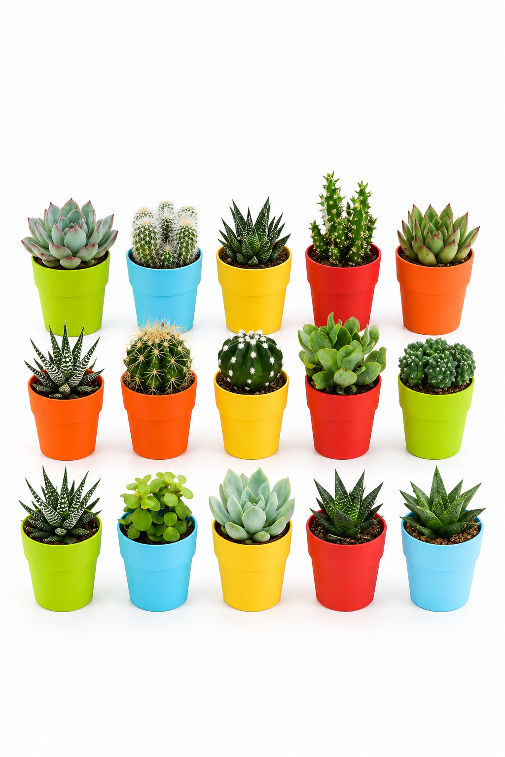 Mixed Cactus & Succulents – 15 Colorful Potted Plants – Ø5.5 cm