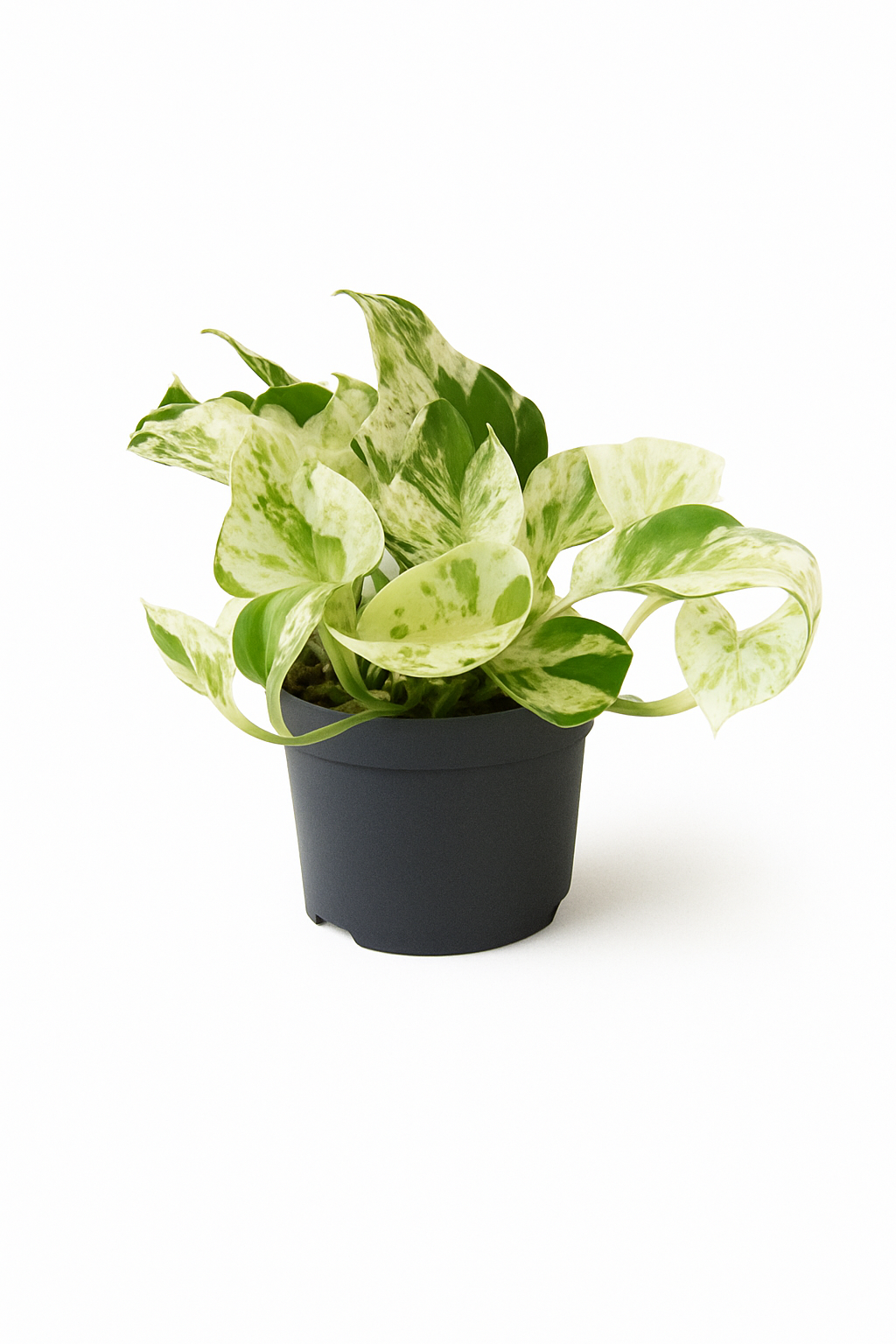 Epipremnum “Marble Queen” — Scindapsus Happy Leaf — Ø12 cm — 20 cm
