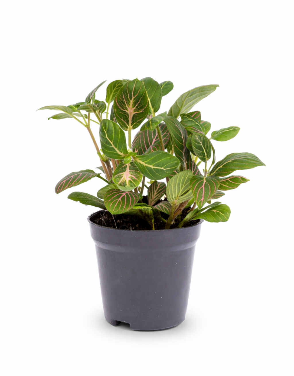 Fittonia Joly Josan – plante mosaïque rouge et verte tropicale – Ø8,5 cm
