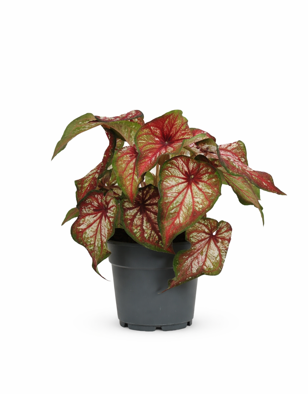 Caladium Bicolor – Plante Tropicale d’Intérieur au Feuillage Vert & Blanc Contrasté – Ø12 cm (25–40 cm)