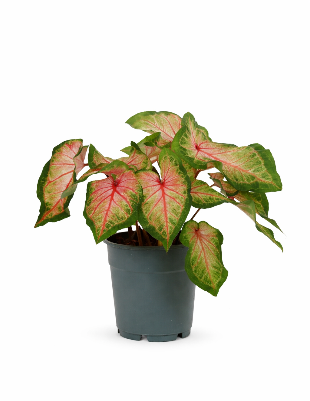 Caladium Roze Angel Wings Ø12 cm – Plante tropicale d’intérieur au feuillage rose (25–40 cm)