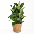 Ficus Elastica Robusta XL - Tropische Zimmerpflanze 90 cm mit Naturkorb Torun Ø27 cm