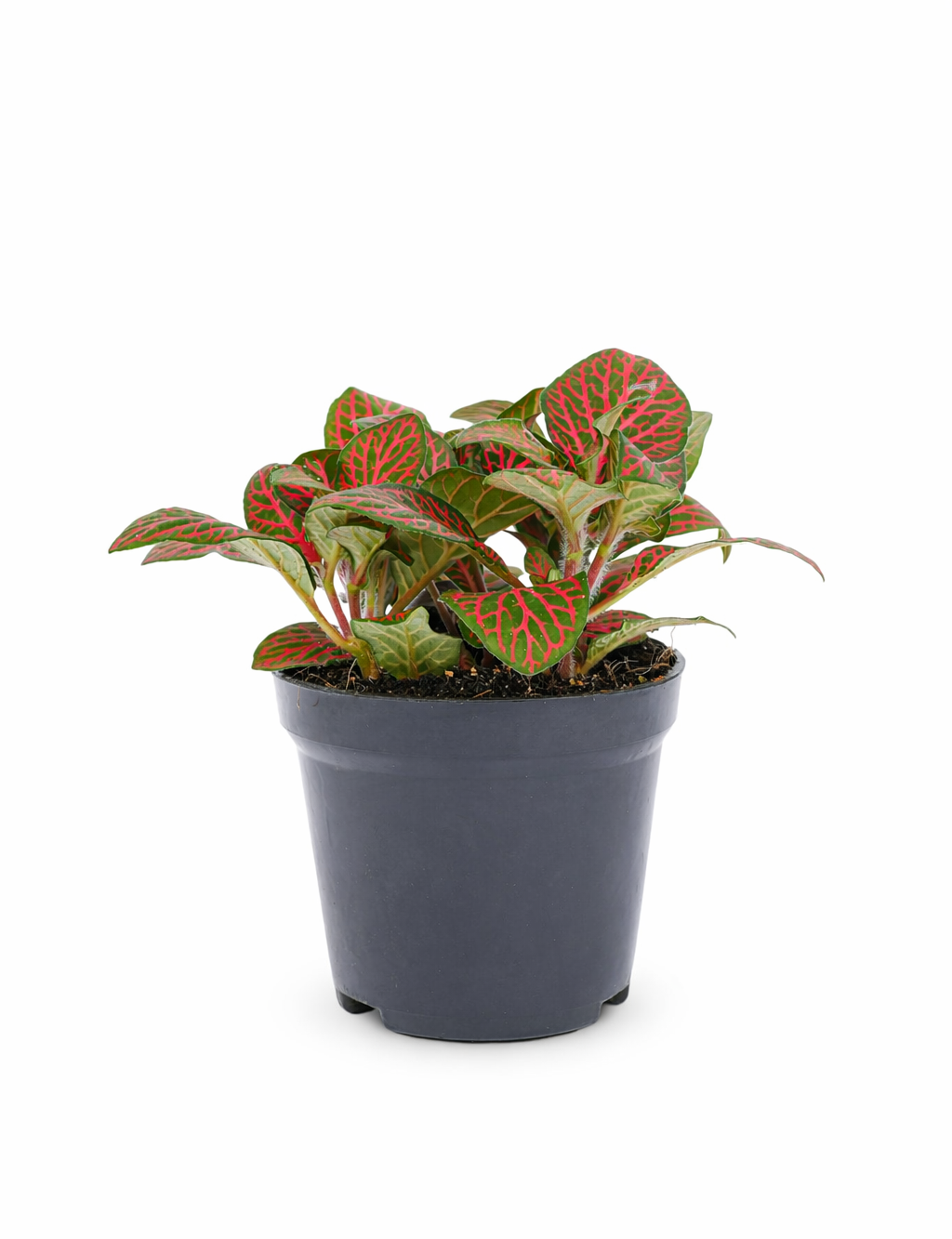 Fittonia Red – Plante Tropicale d’Intérieur au Feuillage Rouge Intense | Mosaic Plant Ø9 cm