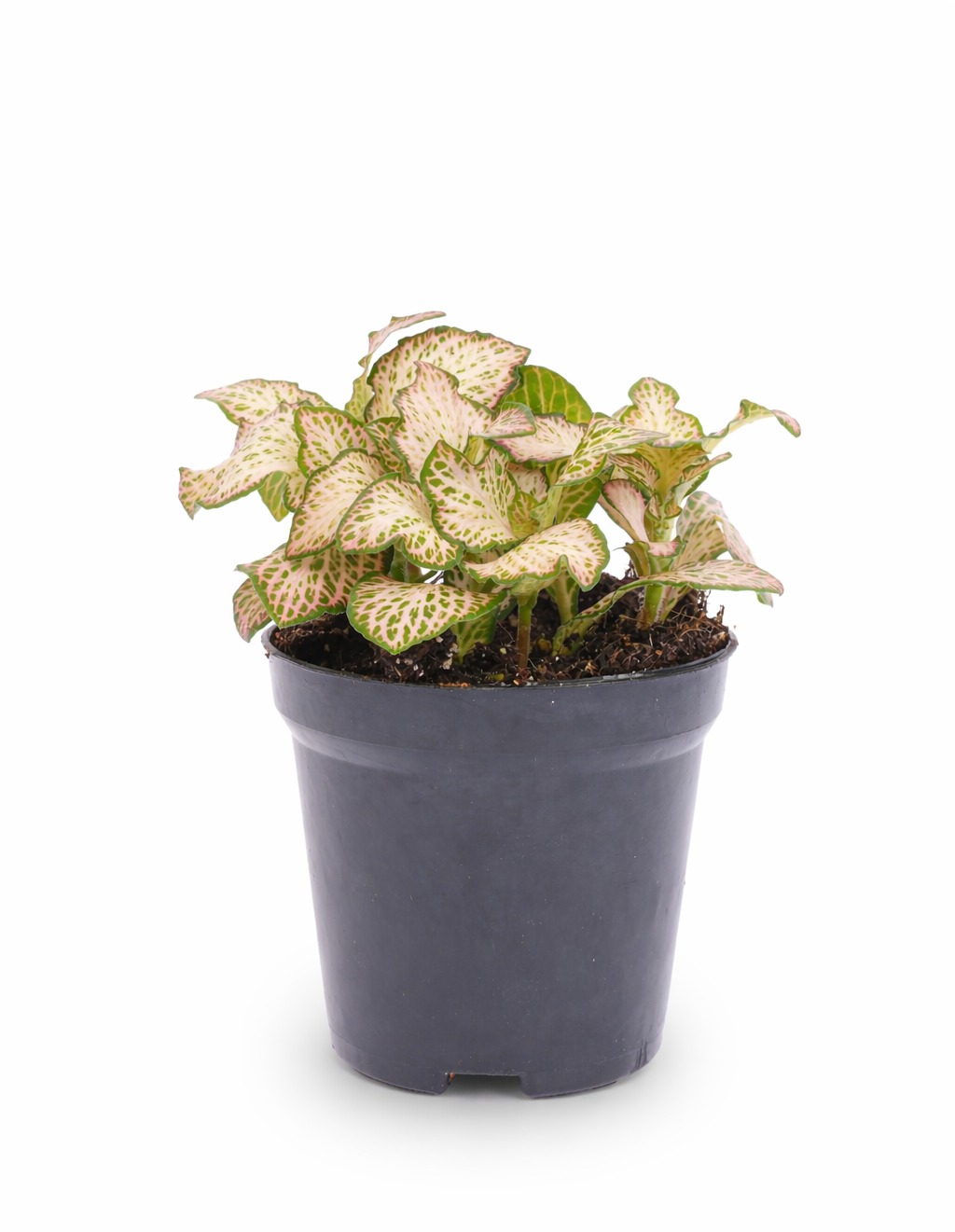 Fittonia Pink Tiger – Plante Mosaïque Rose Tropicale – Fittonia d’Intérieur Ø8,5 cm