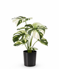 Artificial Monstera Variegata 40cm in a pot – Green &amp; white decorative plant with no maintenance
