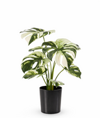 Artificial Monstera Variegata 40cm in a pot – Green &amp; white decorative plant with no maintenance