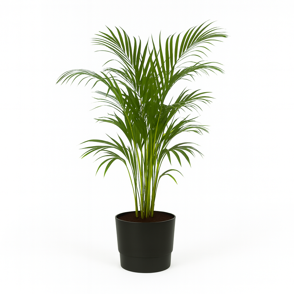 Palmier Areca en pot design – Plante d’intérieur tropicale 110 cm avec cache-pot Elho Greenville Ø21 cm