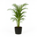 Palmier Areca en pot design – Plante d’intérieur tropicale 110 cm avec cache-pot Elho Greenville Ø21 cm